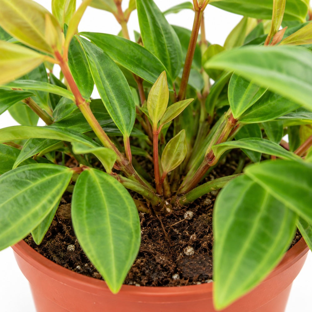 Peperomia Ang. Rocca Vivace, Nahaufnahme Wuchs und Triebansatz