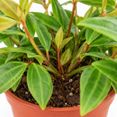 Peperomia Ang. Rocca Vivace, Nahaufnahme Wuchs und Triebansatz