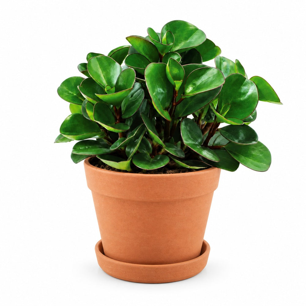 Peperomia Burning Bush (25cm, Ø15cm), Stylingbeispiel im Übertopf (Übertopf nicht enthalten)