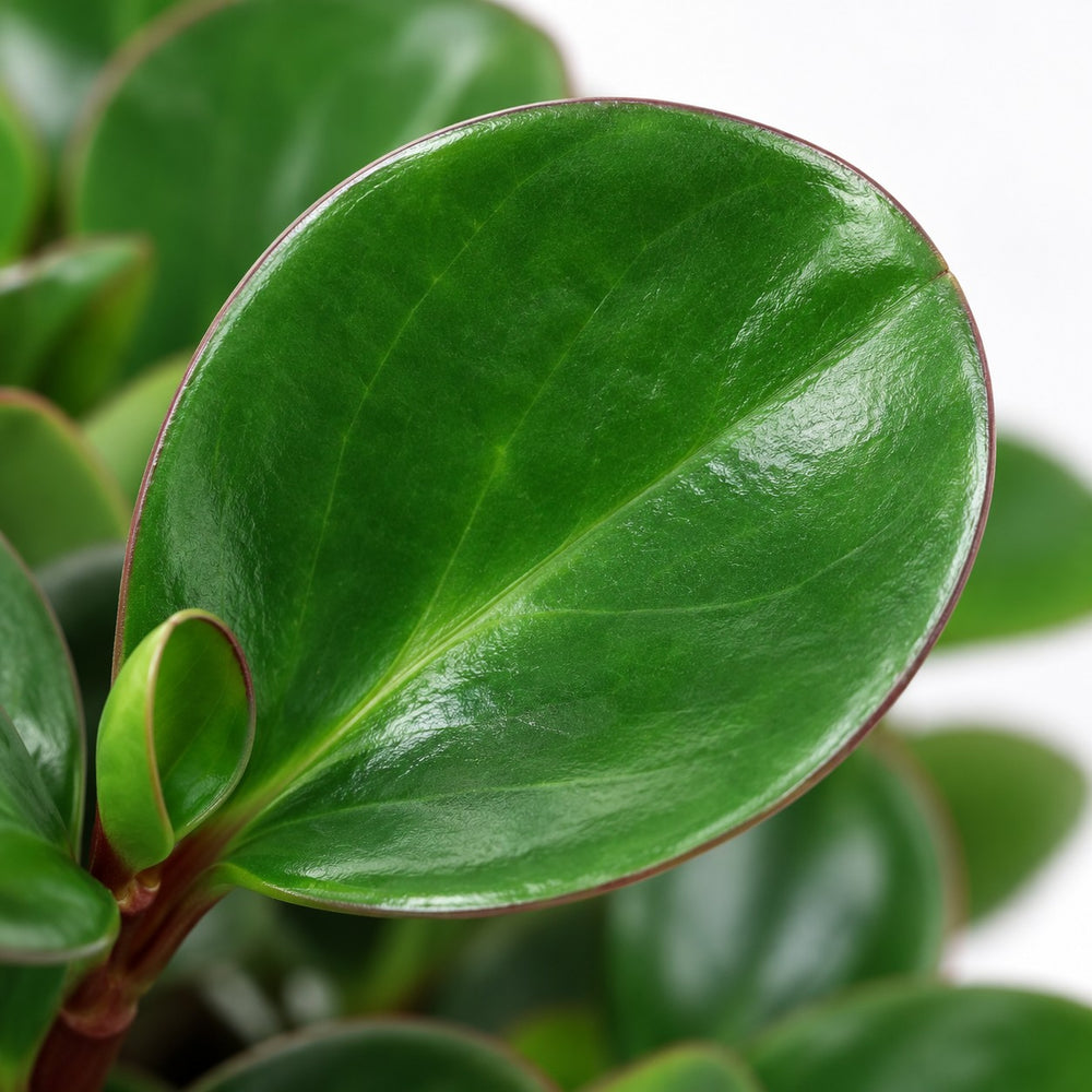 Peperomia Burning Bush, Nahaufnahme Blatt