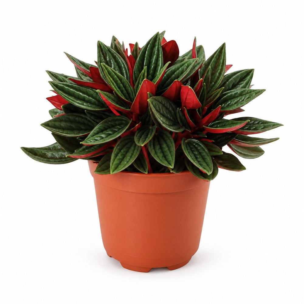 Peperomia Caperata Rosso (15cm, Ø11cm) im Kulturtopf