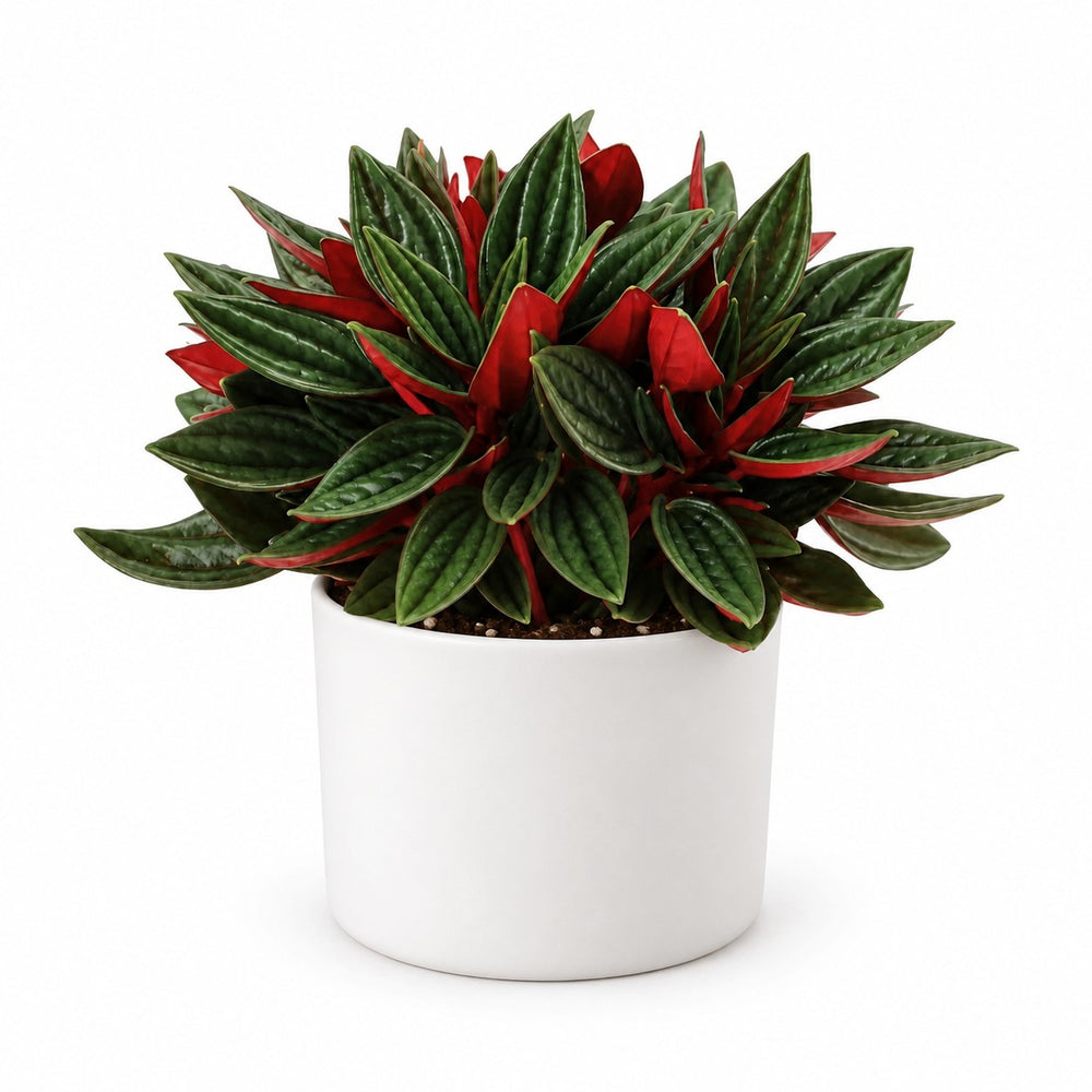 Peperomia Caperata Rosso (15cm, Ø11cm), Stylingbeispiel im Übertopf (Übertopf nicht enthalten)
