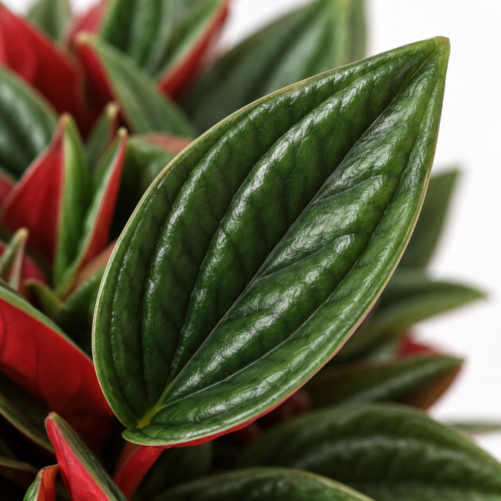 Peperomia Caperata Rosso, Nahaufnahme Blatt