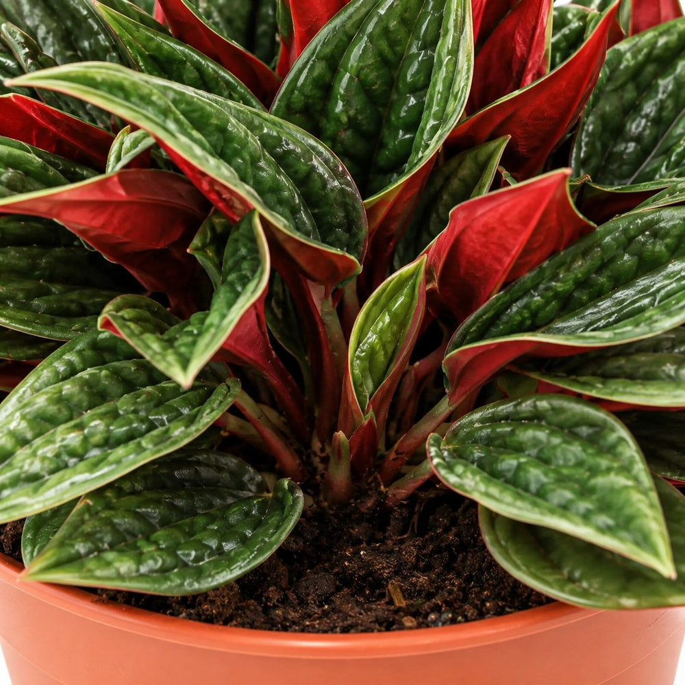 Peperomia Caperata Rosso, Nahaufnahme Wuchs und Triebansatz