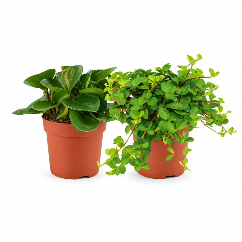 Peperomia Duo 1.0 - 2 Stück - 15cm Detail