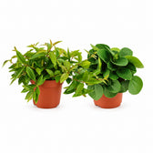 Peperomia Duo - 2 Stück - 15cm im Kulturtopf