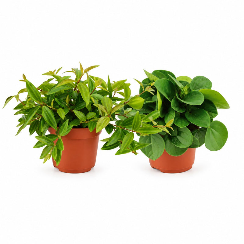 Peperomia Duo - 2 Stück - 15cm Detail