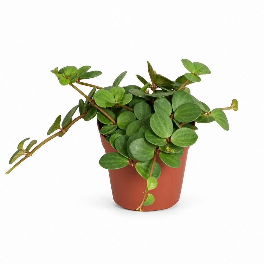 Peperomia Hope (15cm, Ø12cm) im Kulturtopf
