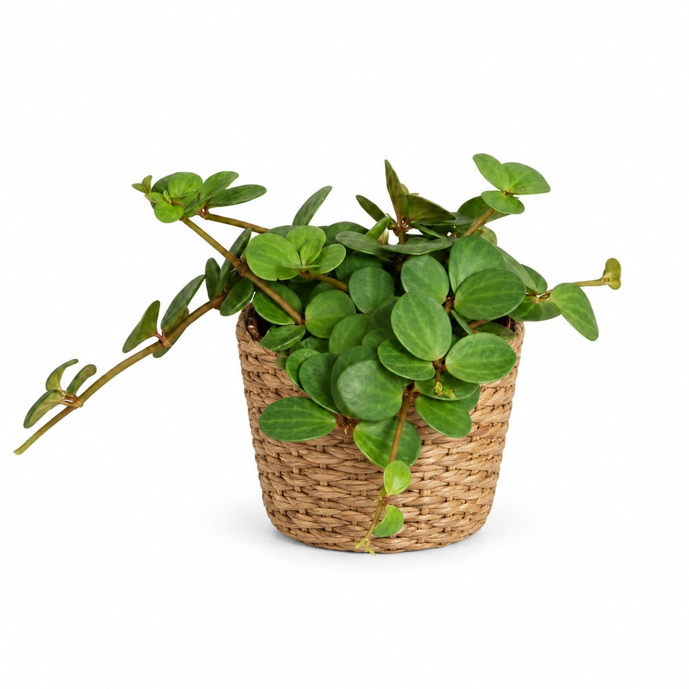Peperomia Hope (15cm, Ø12cm), Stylingbeispiel im Übertopf (Übertopf nicht enthalten)
