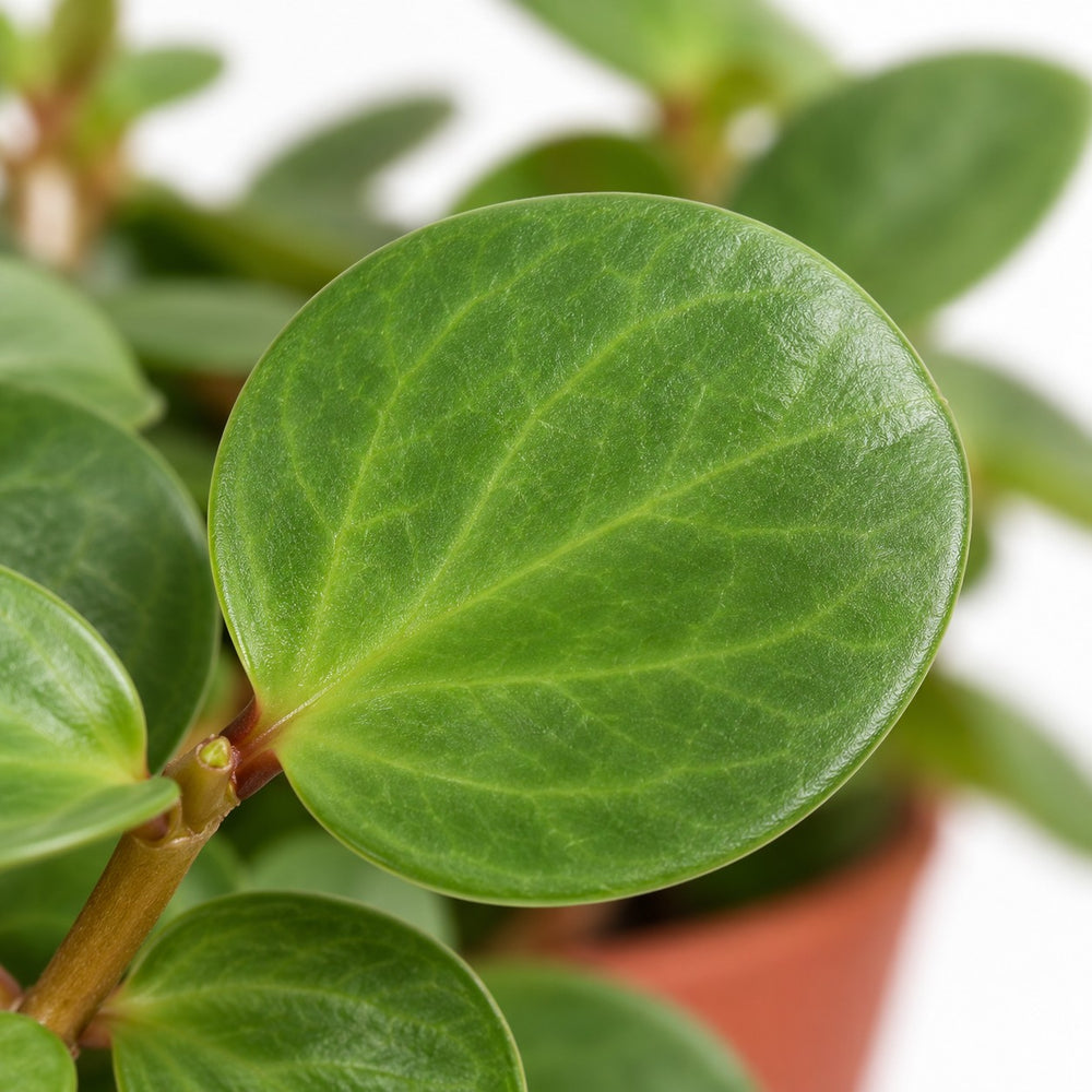 Peperomia Hope, Nahaufnahme Blatt