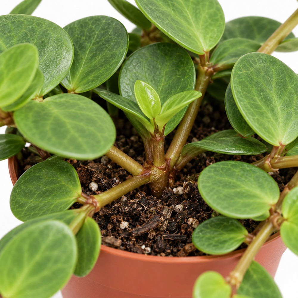 Peperomia Hope, Nahaufnahme Wuchs und Triebansatz