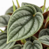 Peperomia Napoli Nights, Nahaufnahme Blatt