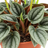 Peperomia Napoli Nights, Nahaufnahme Wuchs und Triebansatz