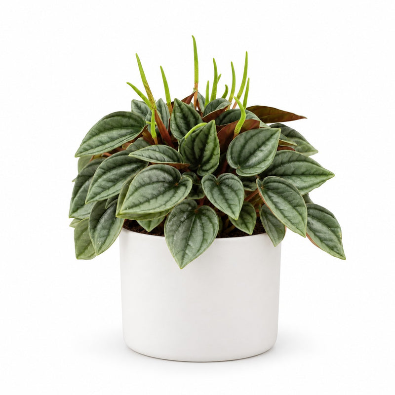 Peperomia Napoli Nights - 15cm Detail