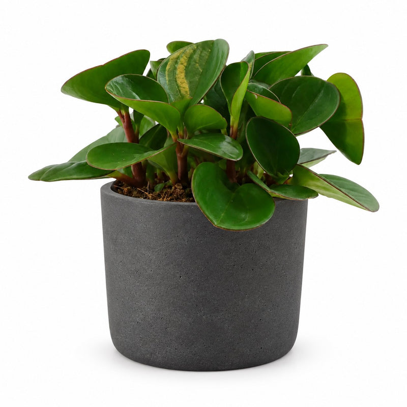 Peperomia Obtipan Detail