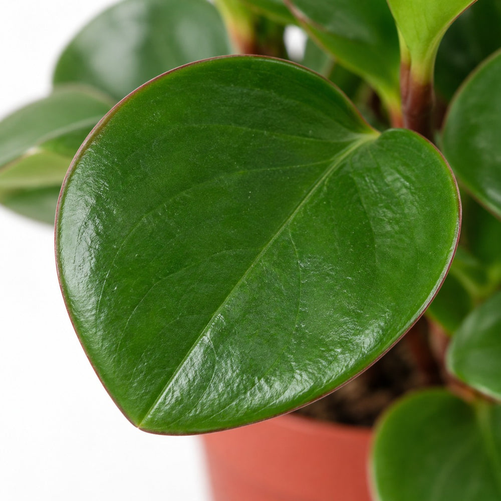 Peperomia Obtipan, Nahaufnahme Blatt