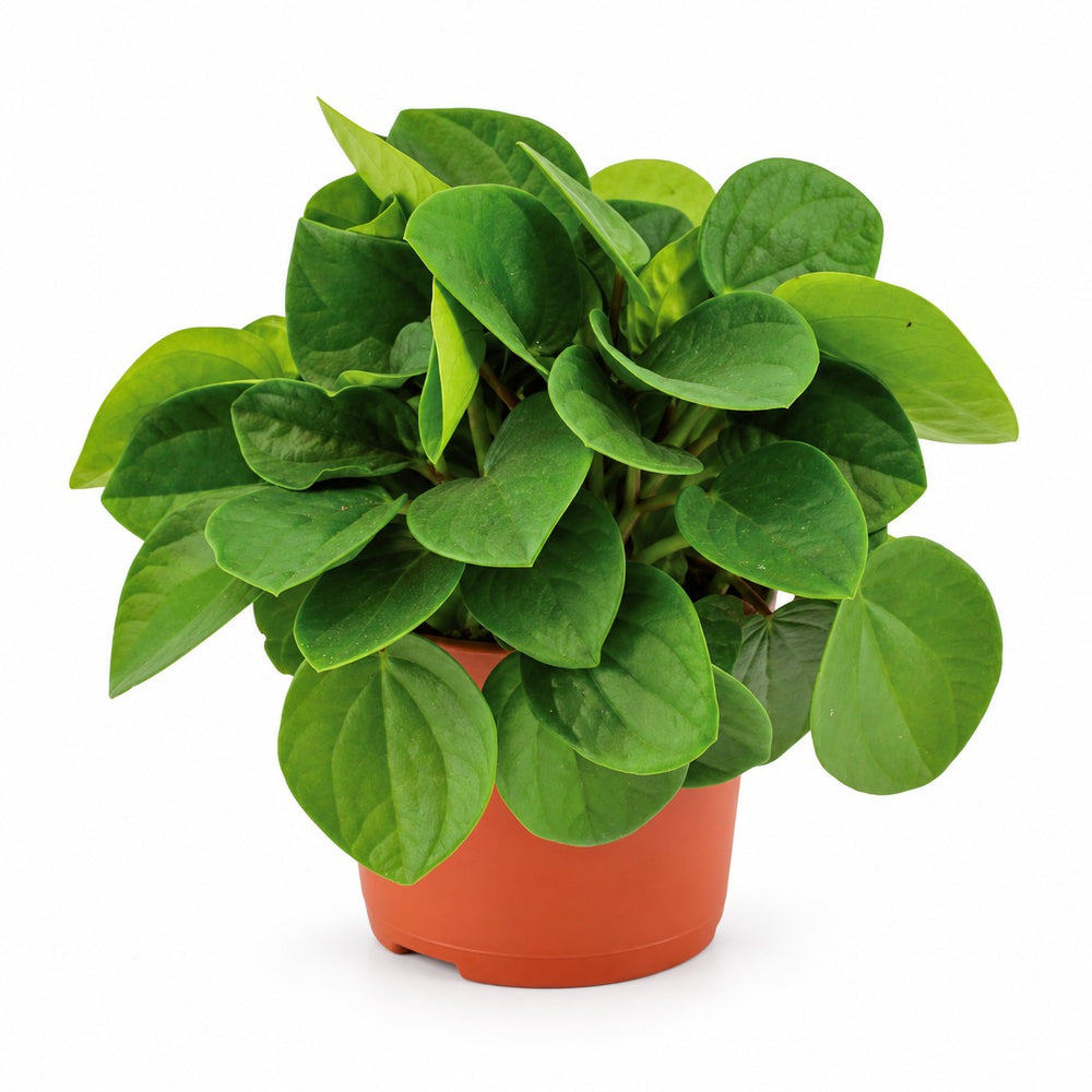 Peperomia Rana Verde (15cm, Ø11cm) im Kulturtopf