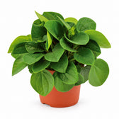 Peperomia Rana Verde (15cm, Ø11cm) im Kulturtopf