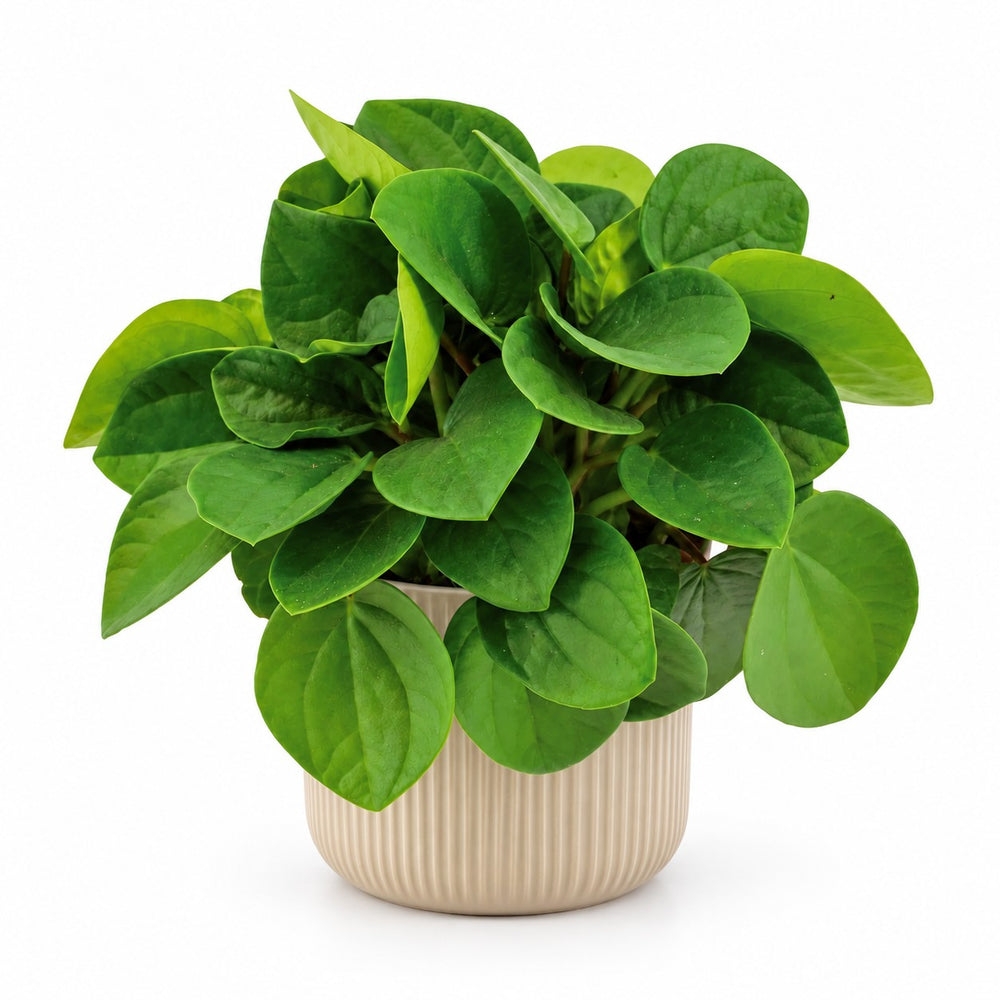 Peperomia Rana Verde (15cm, Ø11cm), Stylingbeispiel im Übertopf (Übertopf nicht enthalten)