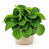 Peperomia Rana Verde (15cm, Ø11cm), Stylingbeispiel im Übertopf (Übertopf nicht enthalten)
