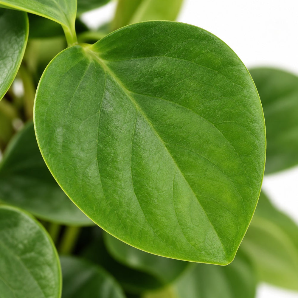 Peperomia Rana Verde, Nahaufnahme Blatt