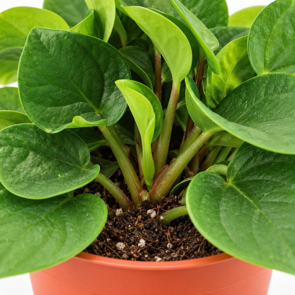 Peperomia Rana Verde, Nahaufnahme Wuchs und Triebansatz