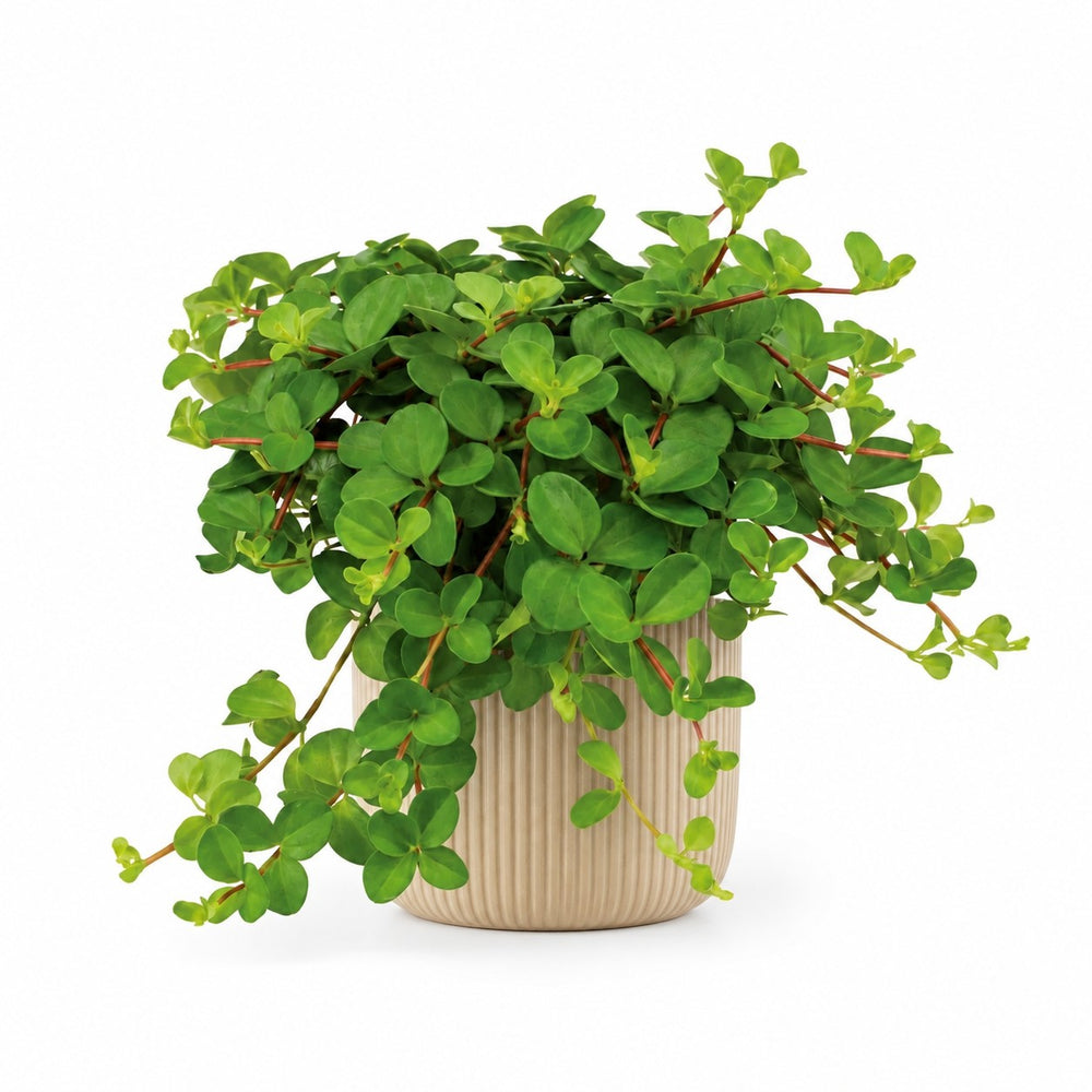 Peperomia Rotundifolia (15cm, Ø11cm), Stylingbeispiel im Übertopf (Übertopf nicht enthalten)
