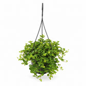 Peperomia Rotundifolia (25cm, Ø15cm) im Kulturtopf