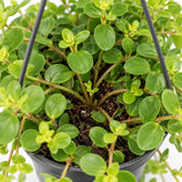 Peperomia Rotundifolia (25cm, Ø15cm), Nahaufnahme Wuchs und Triebansatz