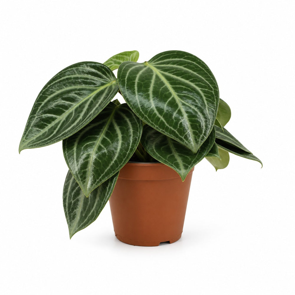 Peperomia Sarcophylla - 25cm im Kulturtopf