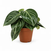 Peperomia Sarcophylla - 25cm im Kulturtopf