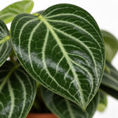 Peperomia Sarcophylla, Nahaufnahme Blatt