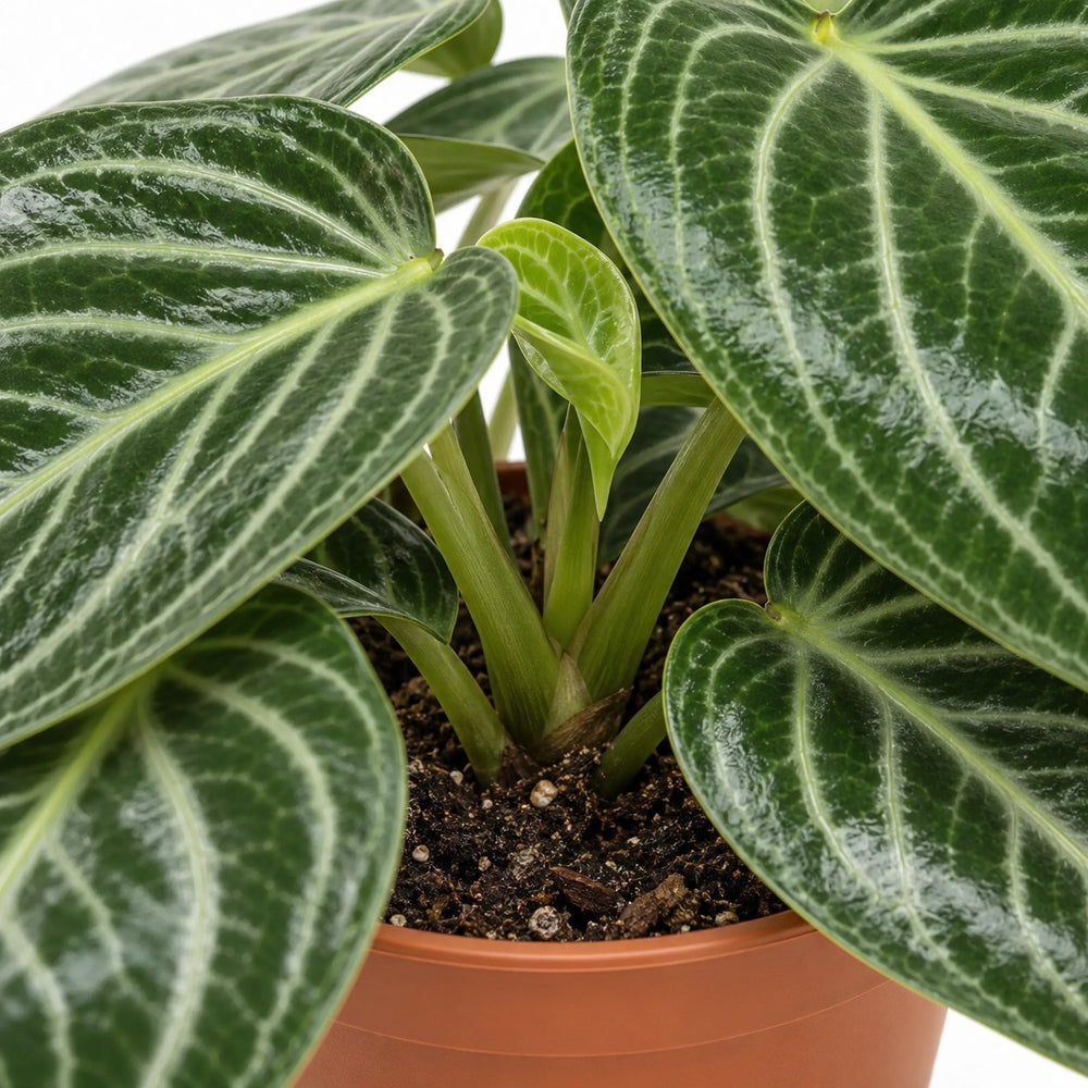 Peperomia Sarcophylla, Nahaufnahme Wuchs und Triebansatz