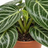 Peperomia Sarcophylla, Nahaufnahme Wuchs und Triebansatz