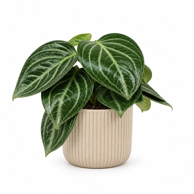 Peperomia Sarcophylla - 25cm Detail