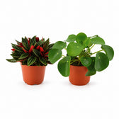 Peperomia & Pilea Duo (2 Stück) - 15cm im Kulturtopf