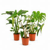 Pflanzenset "Urban Jungle Trio" (3 Stück) - 75cm im Kulturtopf
