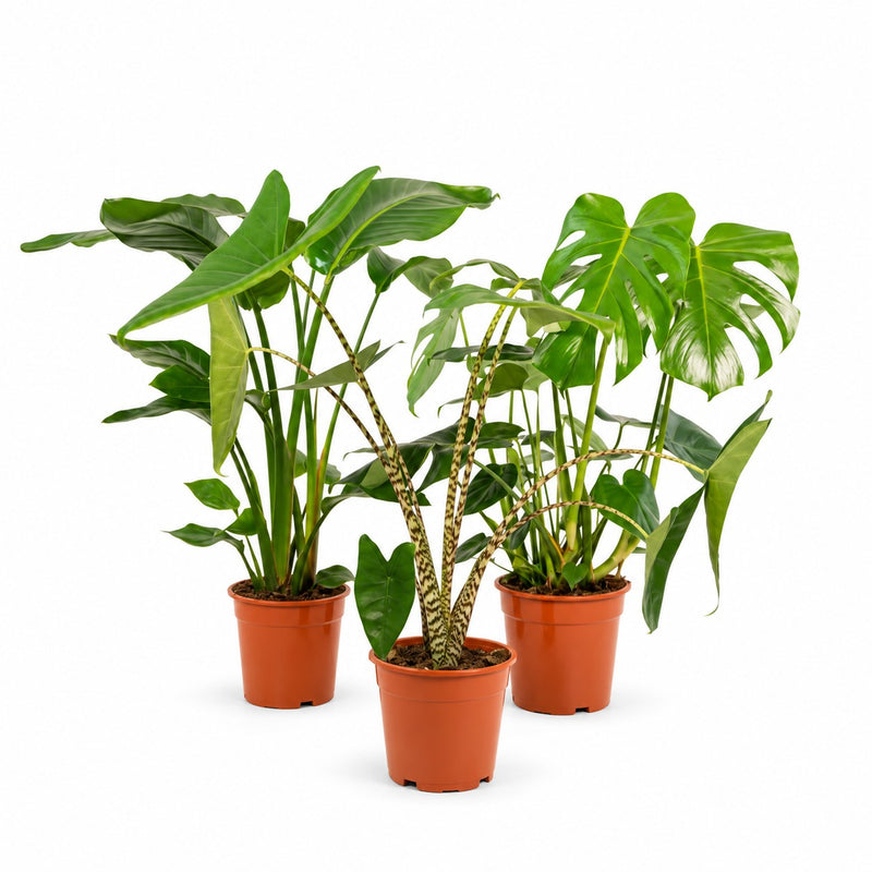 Pflanzenset "Urban Jungle Trio" (3 Stück) - 75cm Detail