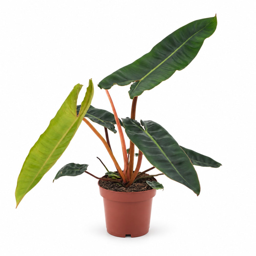 Philodendron Billietiae (25cm, Ø12cm) im Kulturtopf