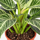 Philodendron Birkin, Nahaufnahme Wuchs und Triebansatz