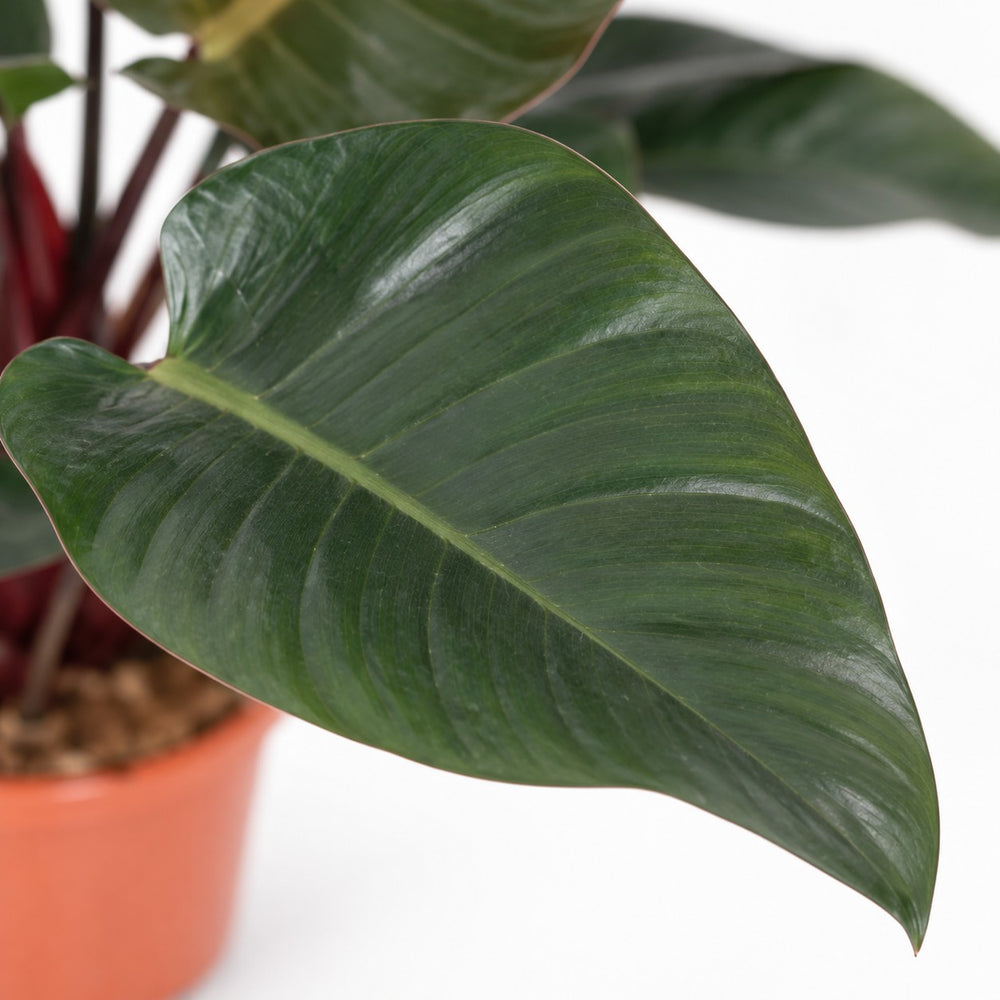 Philodendron Congo Red, Nahaufnahme Blatt