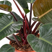 Philodendron Congo Red, Nahaufnahme Wuchs und Triebansatz