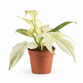 Philodendron Florida Ghost - 30cm im Kulturtopf