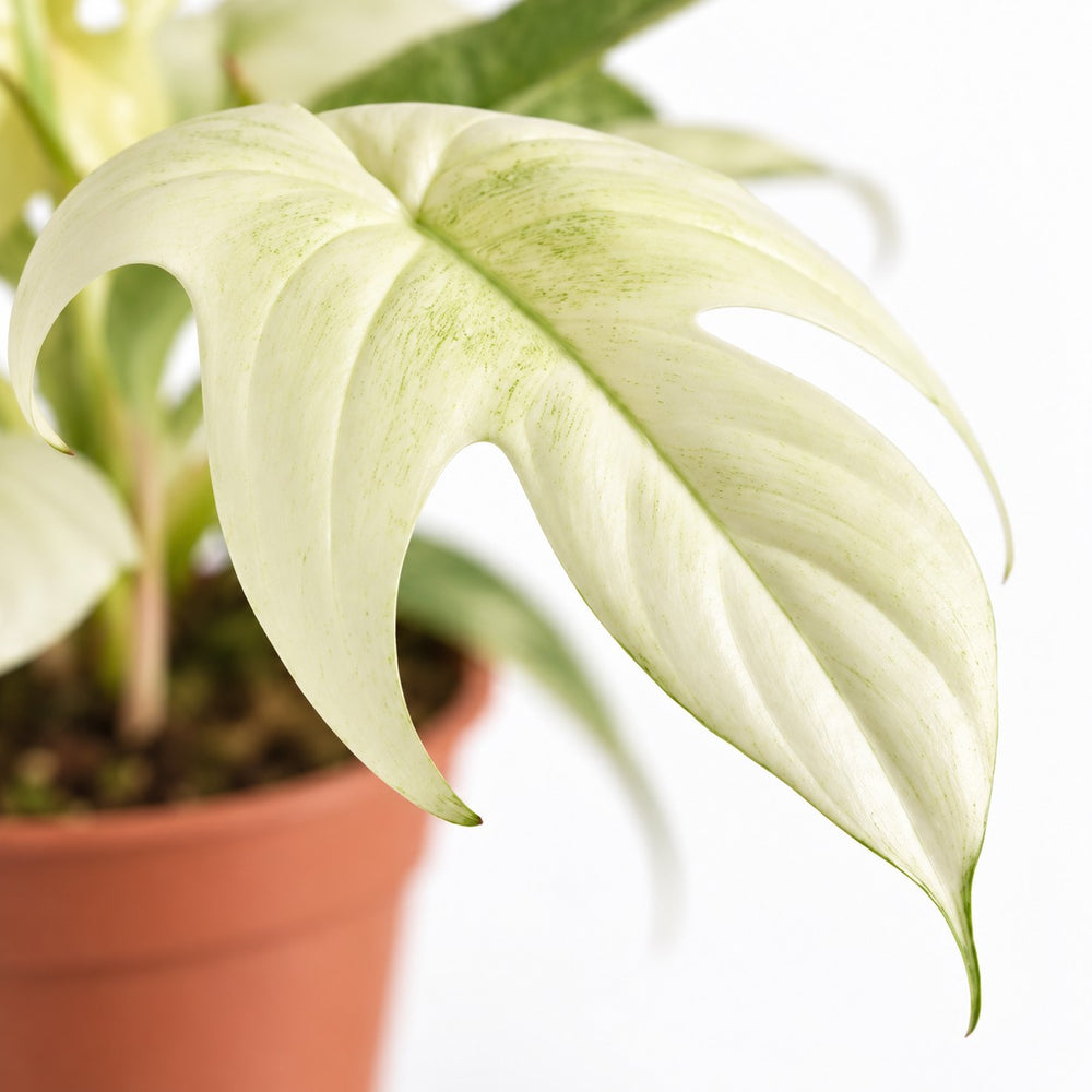 Philodendron Florida Ghost, Nahaufnahme Blatt