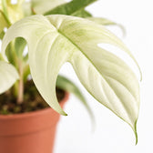 Philodendron Florida Ghost, Nahaufnahme Blatt