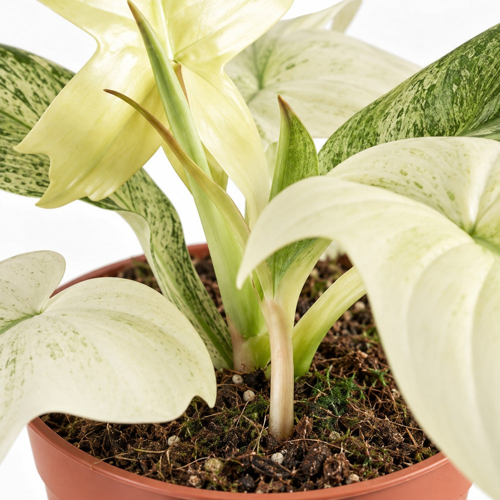 Philodendron Florida Ghost, Nahaufnahme Wuchs und Triebansatz