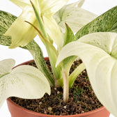 Philodendron Florida Ghost, Nahaufnahme Wuchs und Triebansatz