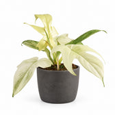 Philodendron Florida Ghost - 30cm, Stylingbeispiel im Übertopf (Übertopf nicht enthalten)