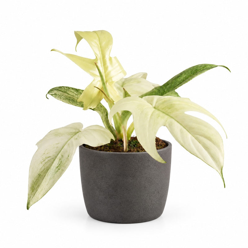 Philodendron Florida Ghost - 30cm Detail