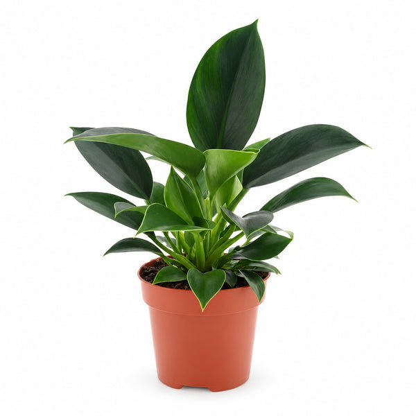 Philodendron Green Princess (25cm, Ø12cm) im Kulturtopf